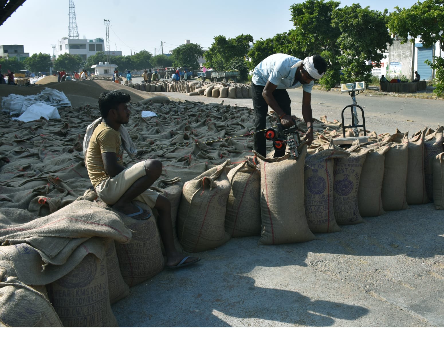 झज्जर की अनाज मंडी में बोरियों में भर कर रखा गया किसानों से खरीदा गया बाजरा। झज्जर की अनाज मंडी में बोरियों में भर कर रखा गया किसानों से खरीदा गया बाजरा।