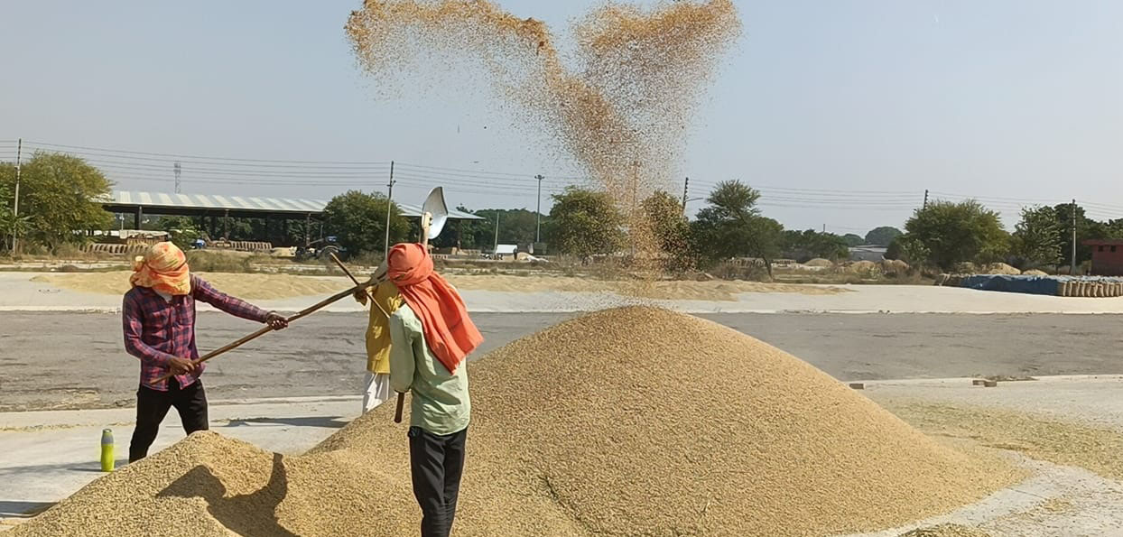 फसल की सफाई करते हुए कर्मी। फसल की सफाई करते हुए कर्मी।
