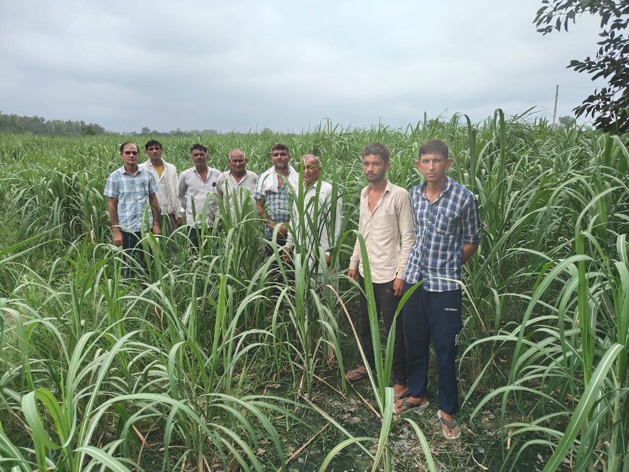 गन्ना उत्पादक किसान गन्ना फसल का प्रदर्शन करते हुए। गन्ना उत्पादक किसान गन्ना फसल का प्रदर्शन करते हुए।