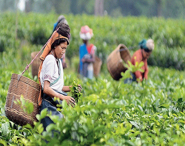उत्तर बंगाल में 25 चाय बागान बंद