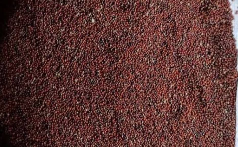 मडुवा। मडुवा।