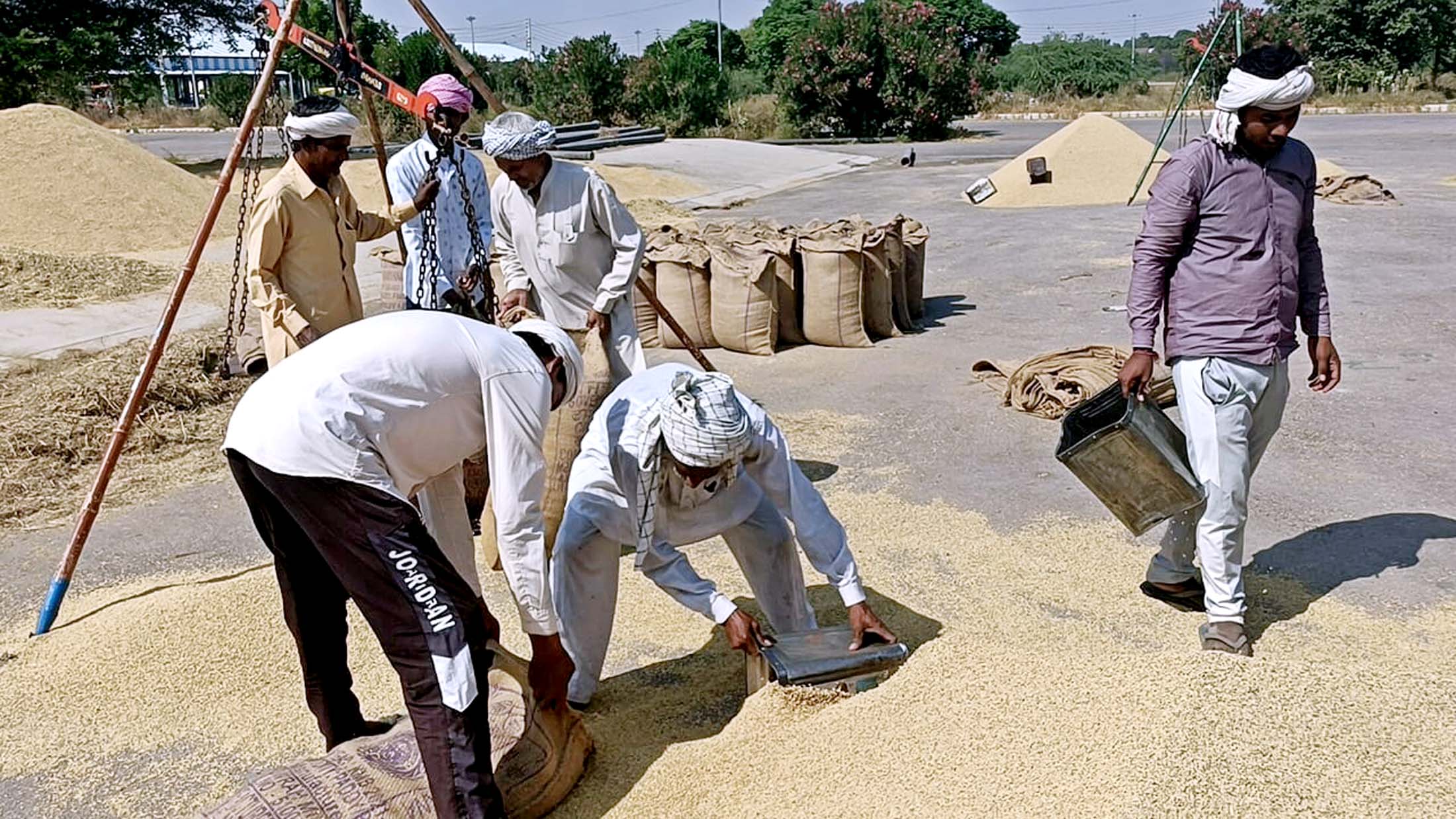 मंडी आई पीआर धान की फसल। मंडी आई पीआर धान की फसल।