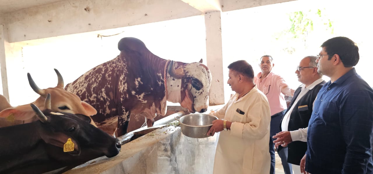 ऊंचाकांनी में श्रीगोपाल गोशाला में गाय माता को चारा खिलाते गो सेवा आयोग के सदस्य दीपक गोयल।