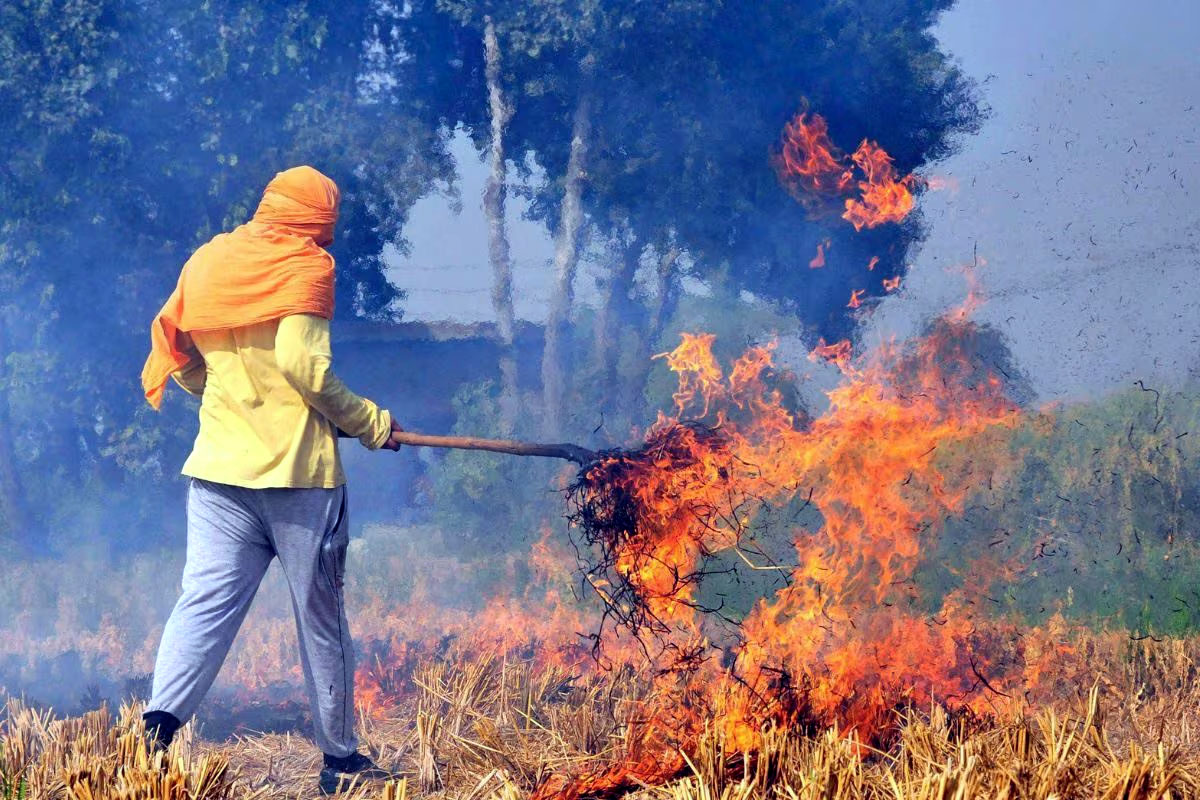 पराली जलने का फाइल फोटो पराली जलने का फाइल फोटो