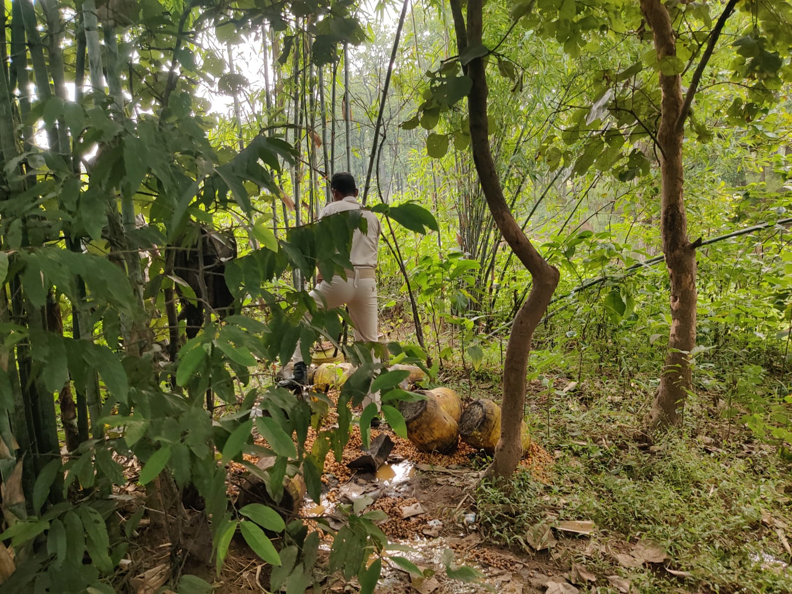 नष्ट किया गया जावा महुआ नष्ट किया गया जावा महुआ