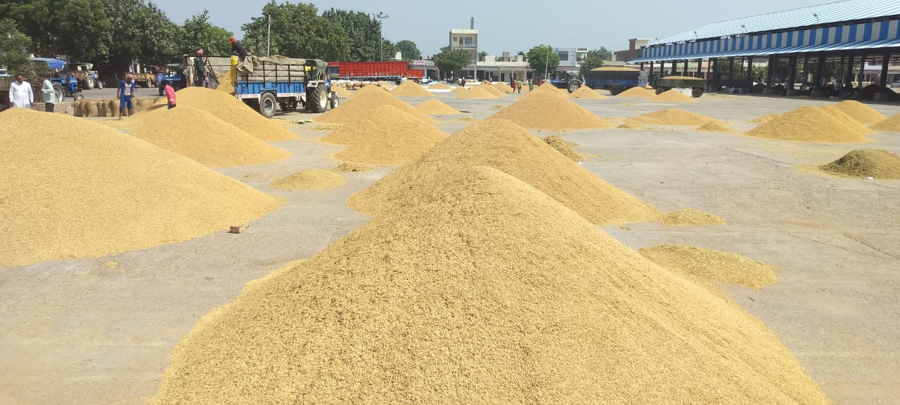 मंडी में पड़ी धान की फसल मंडी में पड़ी धान की फसल