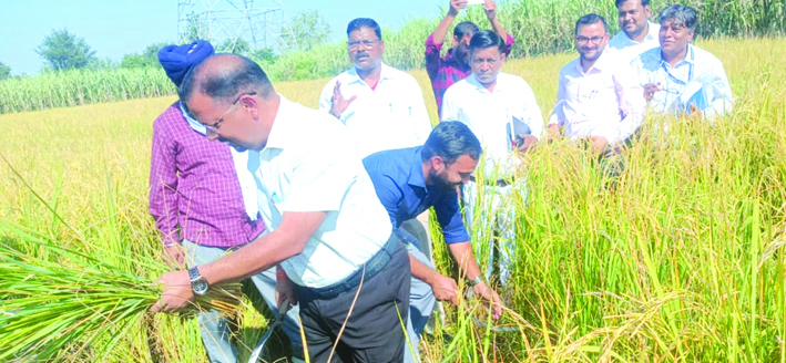 फसल कटायी करते हुए फसल कटायी करते हुए