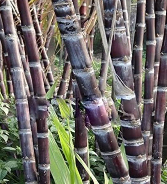 गन्ना के बीज फोटो गन्ना के बीज फोटो