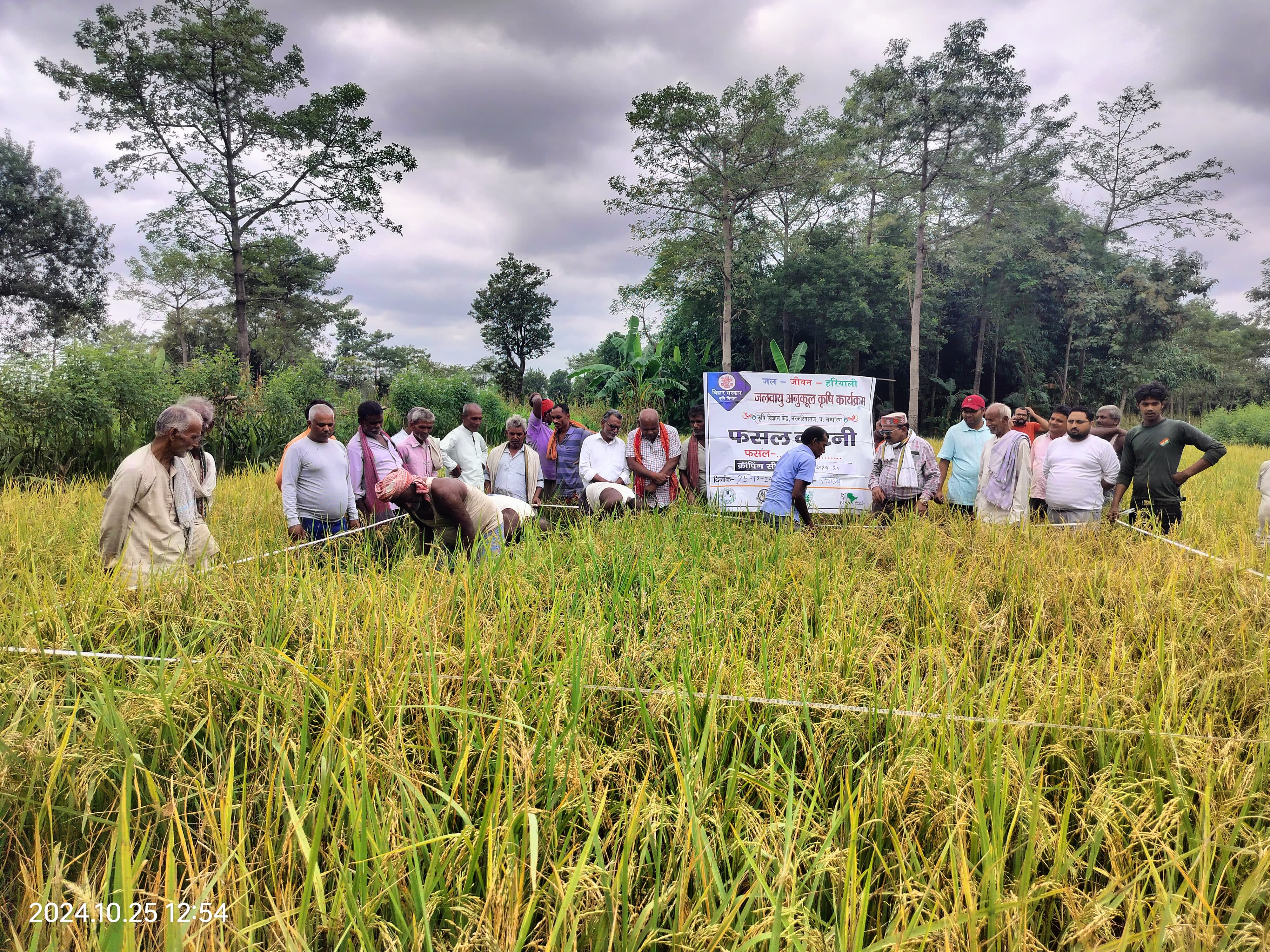 जलवायु अनुकूल कृषि कार्यक्रम के अंतर्गत धान की फसल कटाई दिवस का आयोजन हुआ।