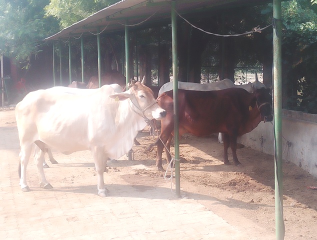 प्रकृति भारती गौशाला में गौ माता (फोटो) प्रकृति भारती गौशाला में गौ माता (फोटो)