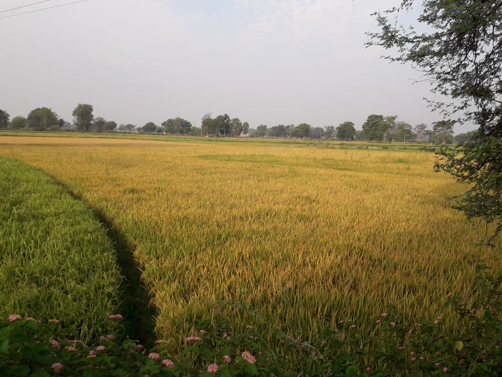 खेत में तैयार हो रही धान फसल। खेत में तैयार हो रही धान फसल।