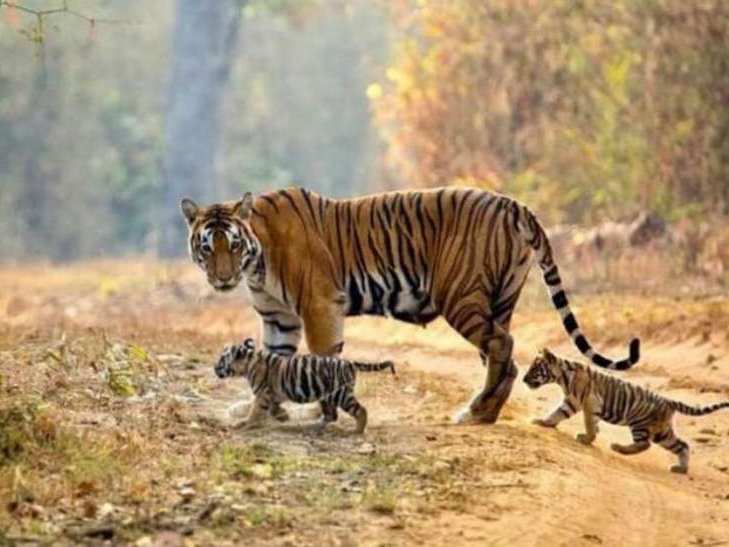 व्याघ्र परियोजना व्याघ्र परियोजना