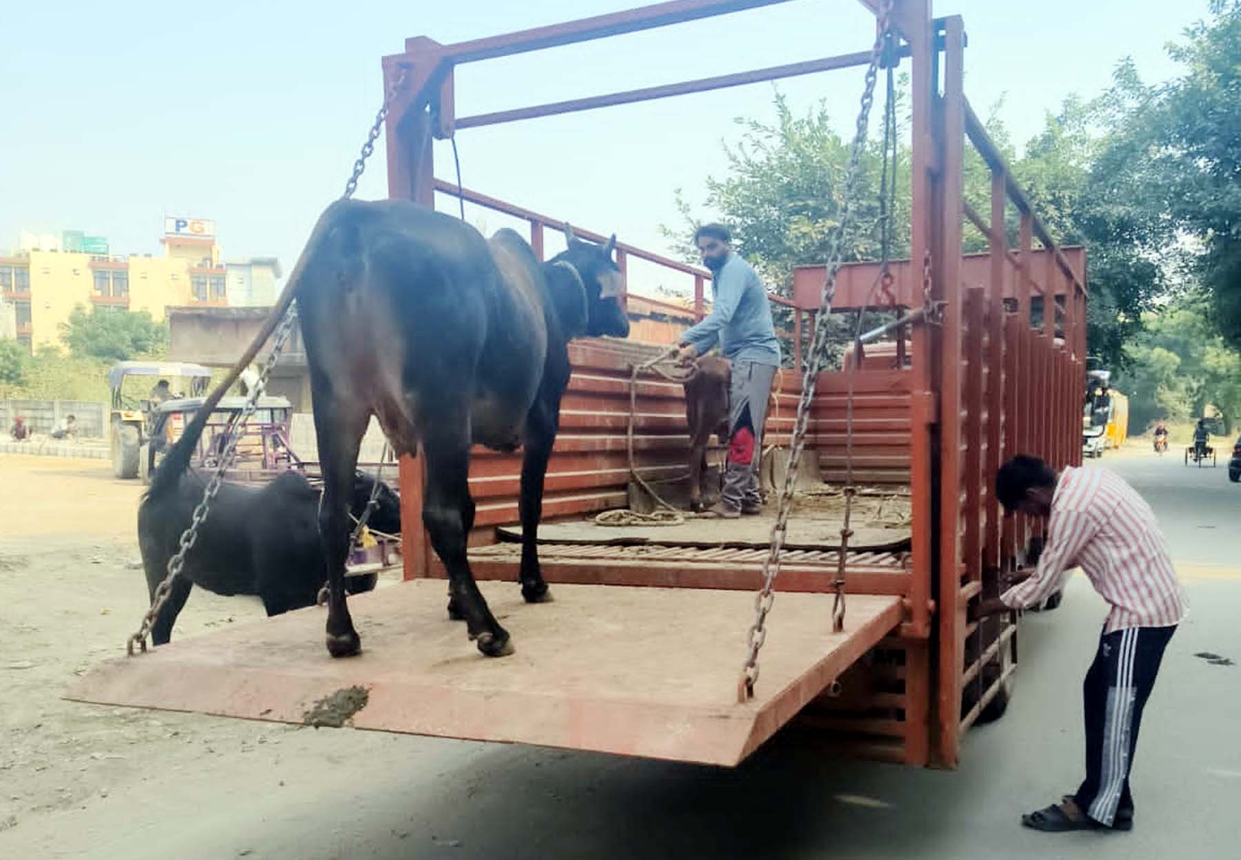 फोटो नंबर-04: गुरुग्राम में सडक़ों पर घूमने वाले पशुओं को पकड़ती नगर निगम की टीम। फोटो नंबर-04: गुरुग्राम में सडक़ों पर घूमने वाले पशुओं को पकड़ती नगर निगम की टीम।