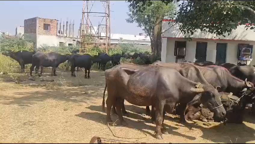 ट्रकों के डालों में पार्टीशन बनाकर भैसों के ठूस-ठूस कर भरा गया था ट्रकों के डालों में पार्टीशन बनाकर भैसों के ठूस-ठूस कर भरा गया था