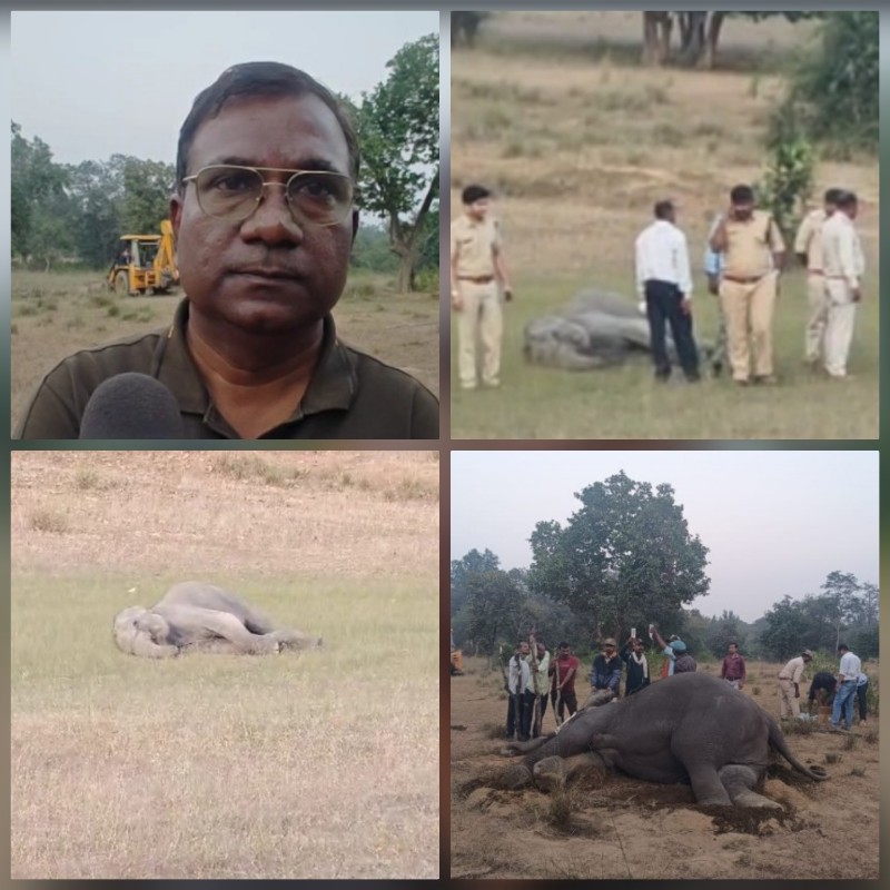 4 जंगली हाथियों की संदिग्ध परिस्थितियों में मौत 6 बीमार 4 जंगली हाथियों की संदिग्ध परिस्थितियों में मौत 6 बीमार