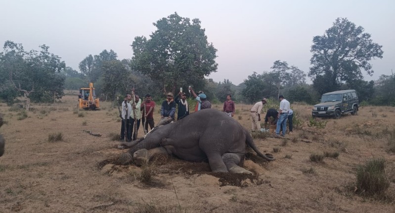 बांधवगढ़ टाइगर रिजर्व क्षेत्र में 7 हाथियों की मौत 3 गम्भीर बांधवगढ़ टाइगर रिजर्व क्षेत्र में 7 हाथियों की मौत 3 गम्भीर