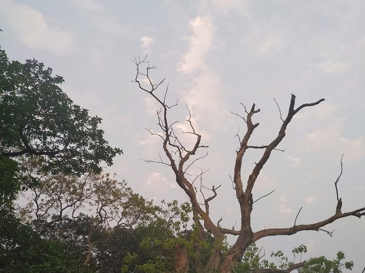 सुहाना मौसम सुहाना मौसम