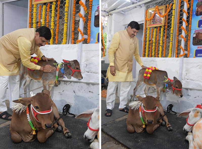 मुख्यमंत्री डॉ. मोहन यादव ने मुख्यमंत्री निवास में गौवंश का साज श्रृंगार किया। मुख्यमंत्री डॉ. मोहन यादव ने मुख्यमंत्री निवास में गौवंश का साज श्रृंगार किया।