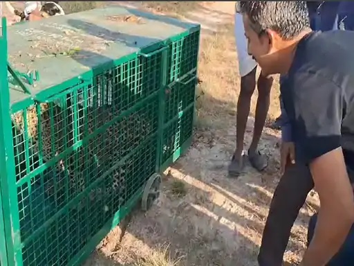 मावली के लदाना गांव में पिंजरे में आए लेपर्ड को देखने जमा हुए ग्रामीण। मावली के लदाना गांव में पिंजरे में आए लेपर्ड को देखने जमा हुए ग्रामीण।