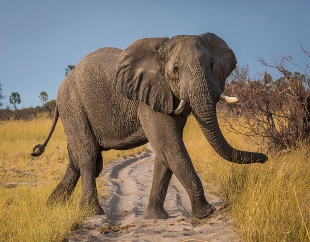 elephat elephat