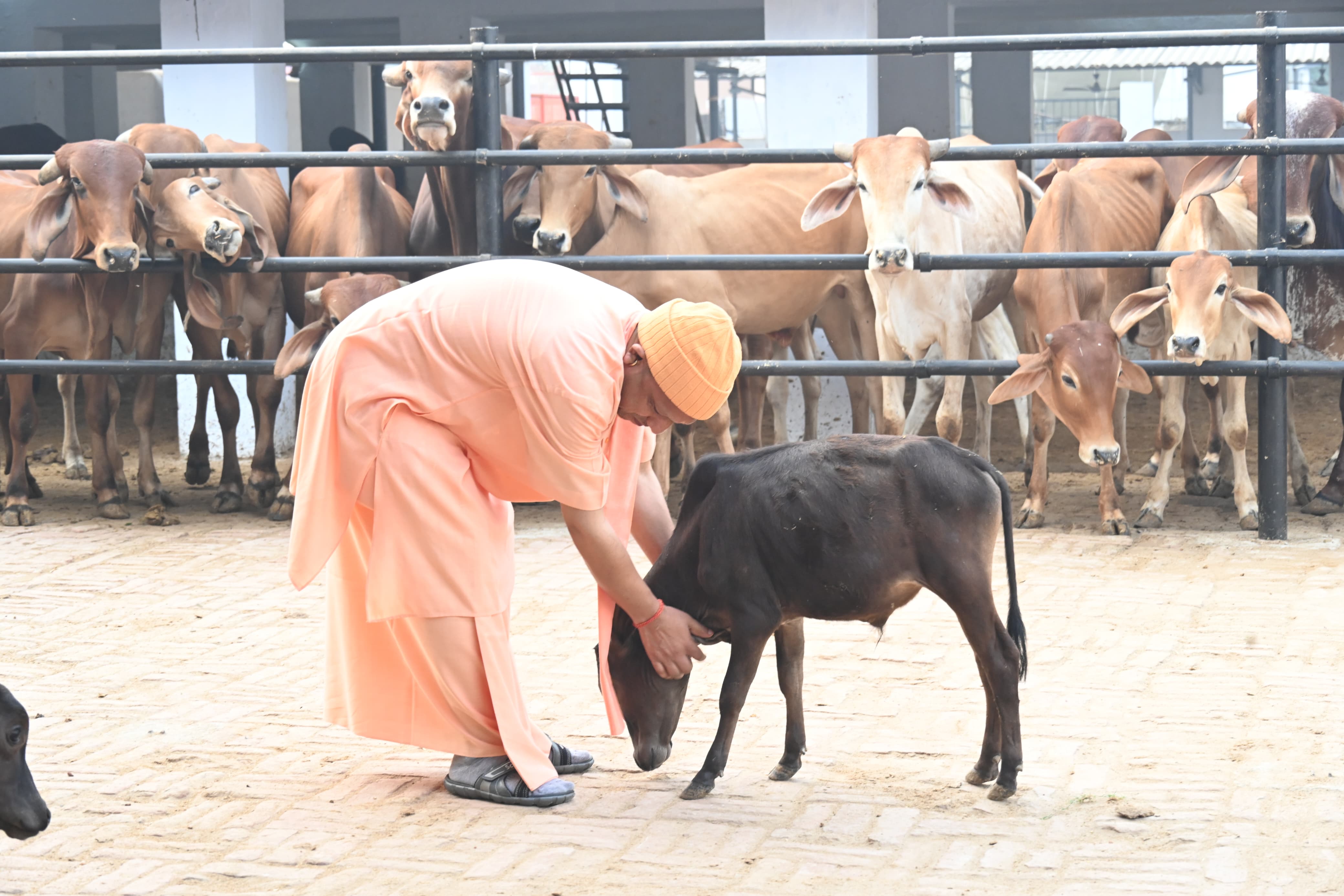 *सितंबर माह में आंध्र प्रदेश की गोशाला से आए हैं नादिपथि मिनिएचर नस्ल के ये गोवंश* *सितंबर माह में आंध्र प्रदेश की गोशाला से आए हैं नादिपथि मिनिएचर नस्ल के ये गोवंश*