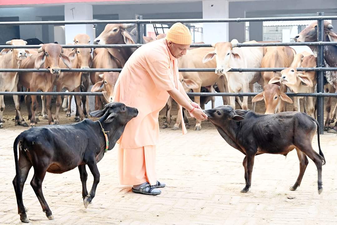 *सितंबर माह में आंध्र प्रदेश की गोशाला से आए हैं नादिपथि मिनिएचर नस्ल के ये गोवंश* *सितंबर माह में आंध्र प्रदेश की गोशाला से आए हैं नादिपथि मिनिएचर नस्ल के ये गोवंश*