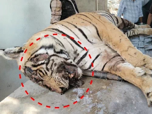 टी-86 बाघ की बॉडी पर पर कई घाव के निशान मिले हैं। टी-86 बाघ की बॉडी पर पर कई घाव के निशान मिले हैं।