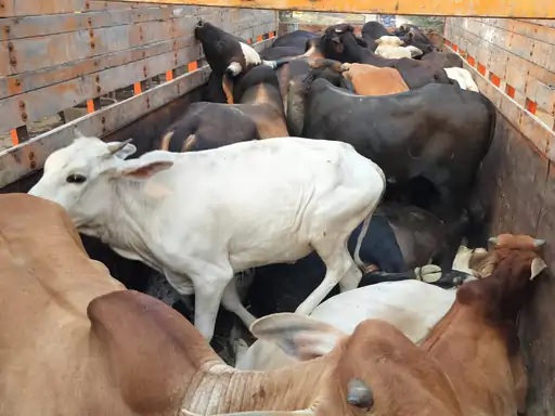 ट्रक में 22 गाय, बछड़े भरे हुए थे। ट्रक में 22 गाय, बछड़े भरे हुए थे।