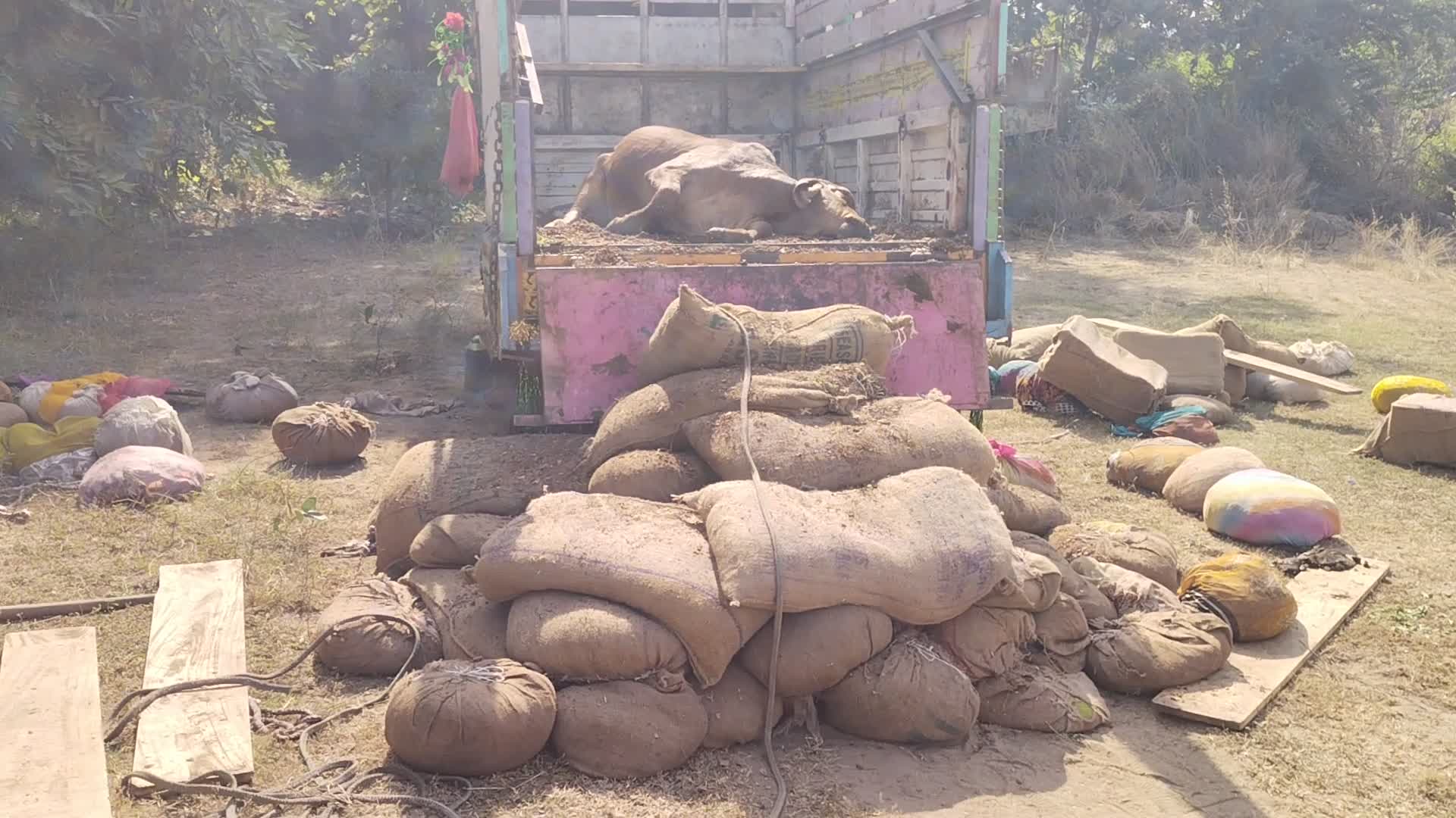 बैलों को नीचे उतारते हुए बैलों को नीचे उतारते हुए