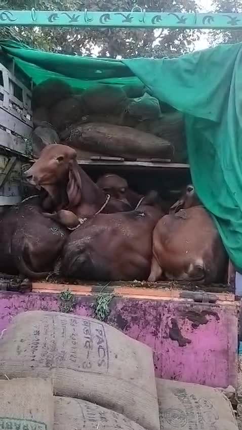 पिकअप में भरे हुए बैल पिकअप में भरे हुए बैल