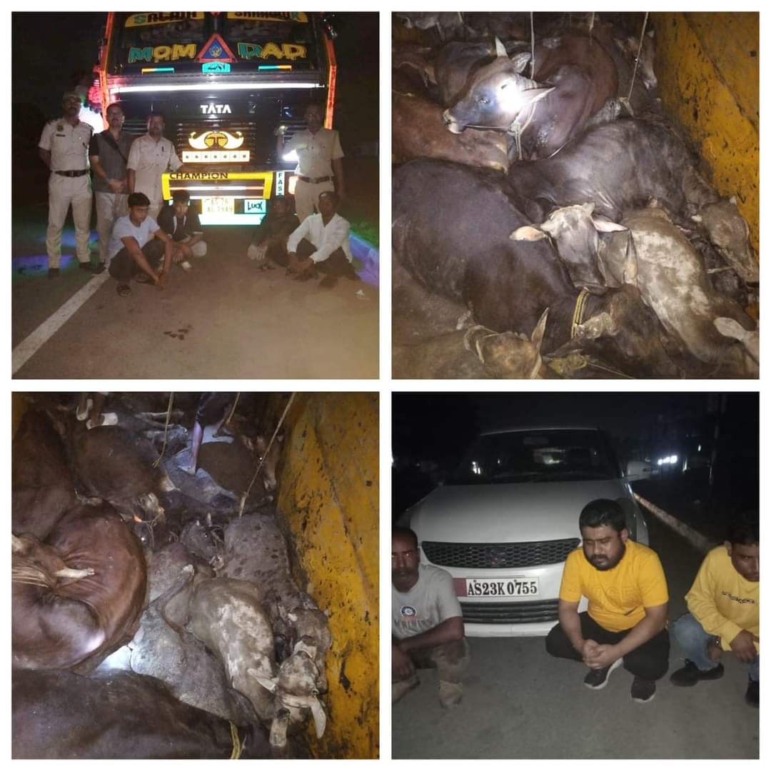 ट्रक से 30 मवेशी बरामद, चार गिरफ्तार ट्रक से 30 मवेशी बरामद, चार गिरफ्तार