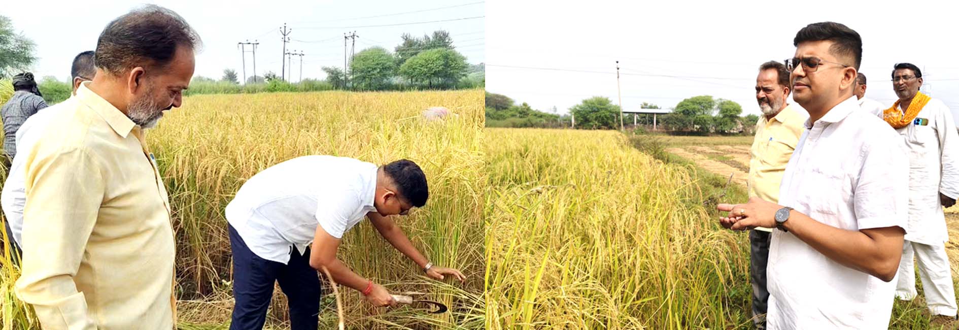 डीएम शिवशरणप्पा का अनोखा अंदाज स्वयं हंसिया लेकर की धान की कटाई डीएम शिवशरणप्पा का अनोखा अंदाज स्वयं हंसिया लेकर की धान की कटाई