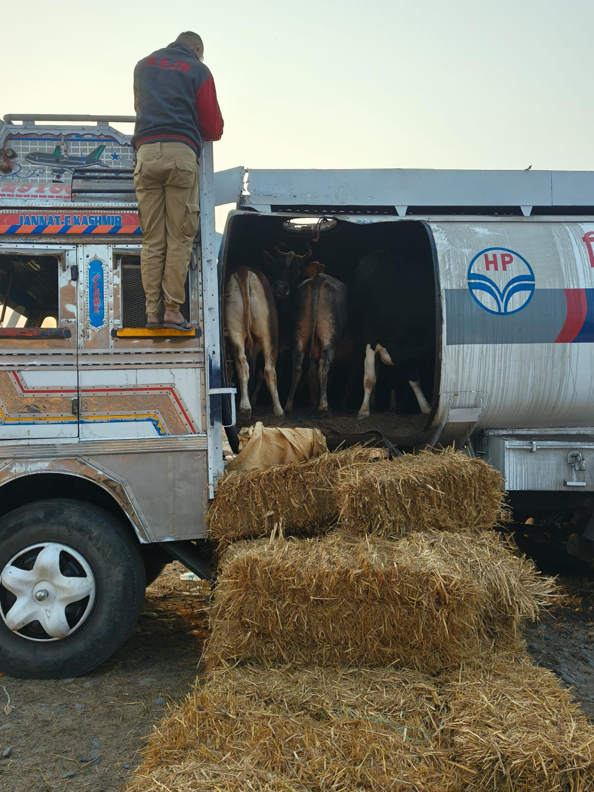 Animal smuggling attempt foiled, 14 cows rescued Animal smuggling attempt foiled, 14 cows rescued