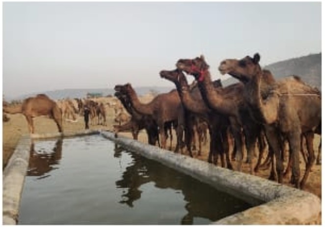 अंतर्राष्ट्रीय ख्याति प्राप्त पुष्कर पशु एवं सास्कृतिक मेला आज से अंतर्राष्ट्रीय ख्याति प्राप्त पुष्कर पशु एवं सास्कृतिक मेला आज से
