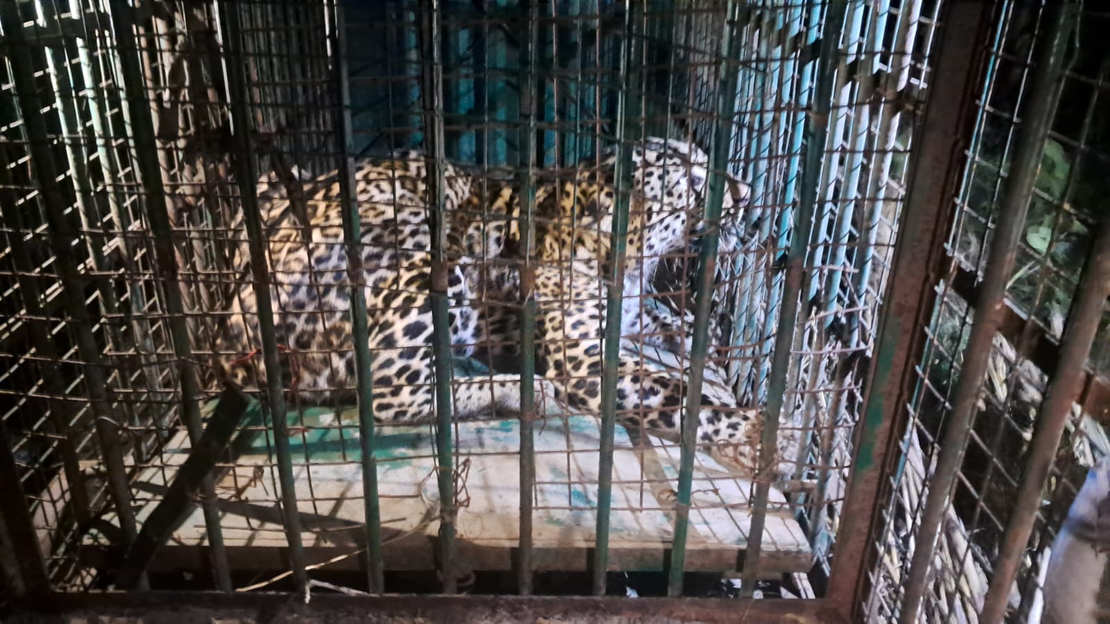 चित्तौड़गढ़ जिले के भदेसर क्षेत्र में पिंजरे में कैद हुआ पैंथर।