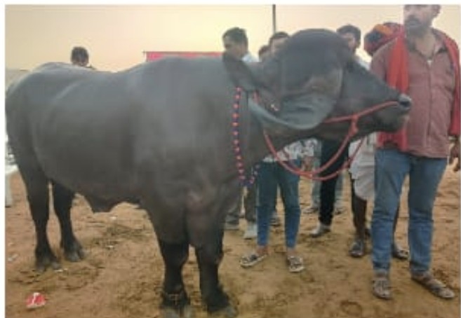 अंतर्राष्ट्रीय ख्याति प्राप्त पुष्कर पशु एवं सास्कृतिक मेला आज से अंतर्राष्ट्रीय ख्याति प्राप्त पुष्कर पशु एवं सास्कृतिक मेला आज से
