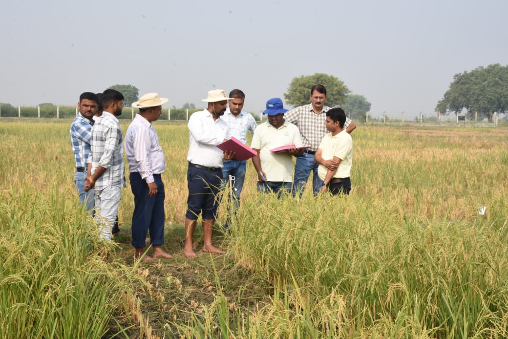 Dhaan ke khet ka nirikshan karte vaigyanik Dhaan ke khet ka nirikshan karte vaigyanik