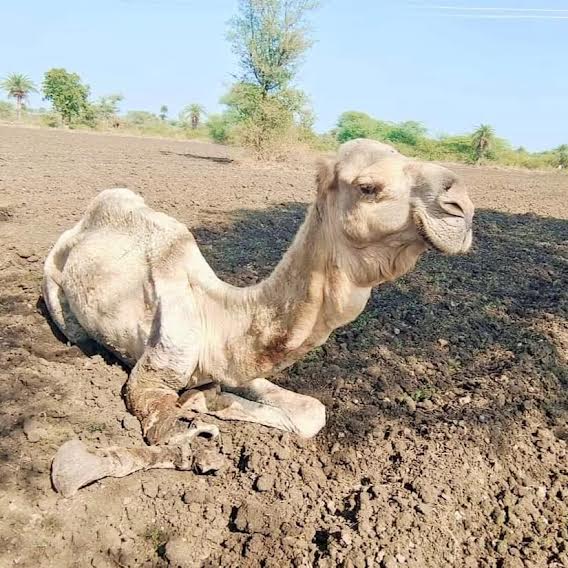 दर्द से कराह रहे घायल ऊंट की कोई नहीं ले रहा सुध दर्द से कराह रहे घायल ऊंट की कोई नहीं ले रहा सुध