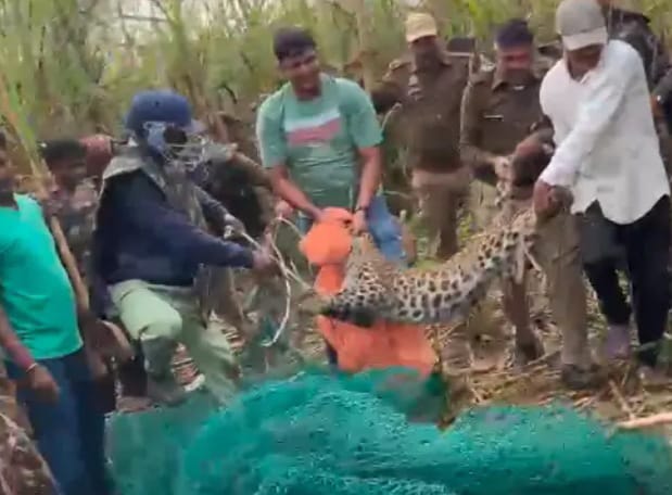 गुलदार को रेस्क्यू करते हुए वन विभाग की टीम गुलदार को रेस्क्यू करते हुए वन विभाग की टीम