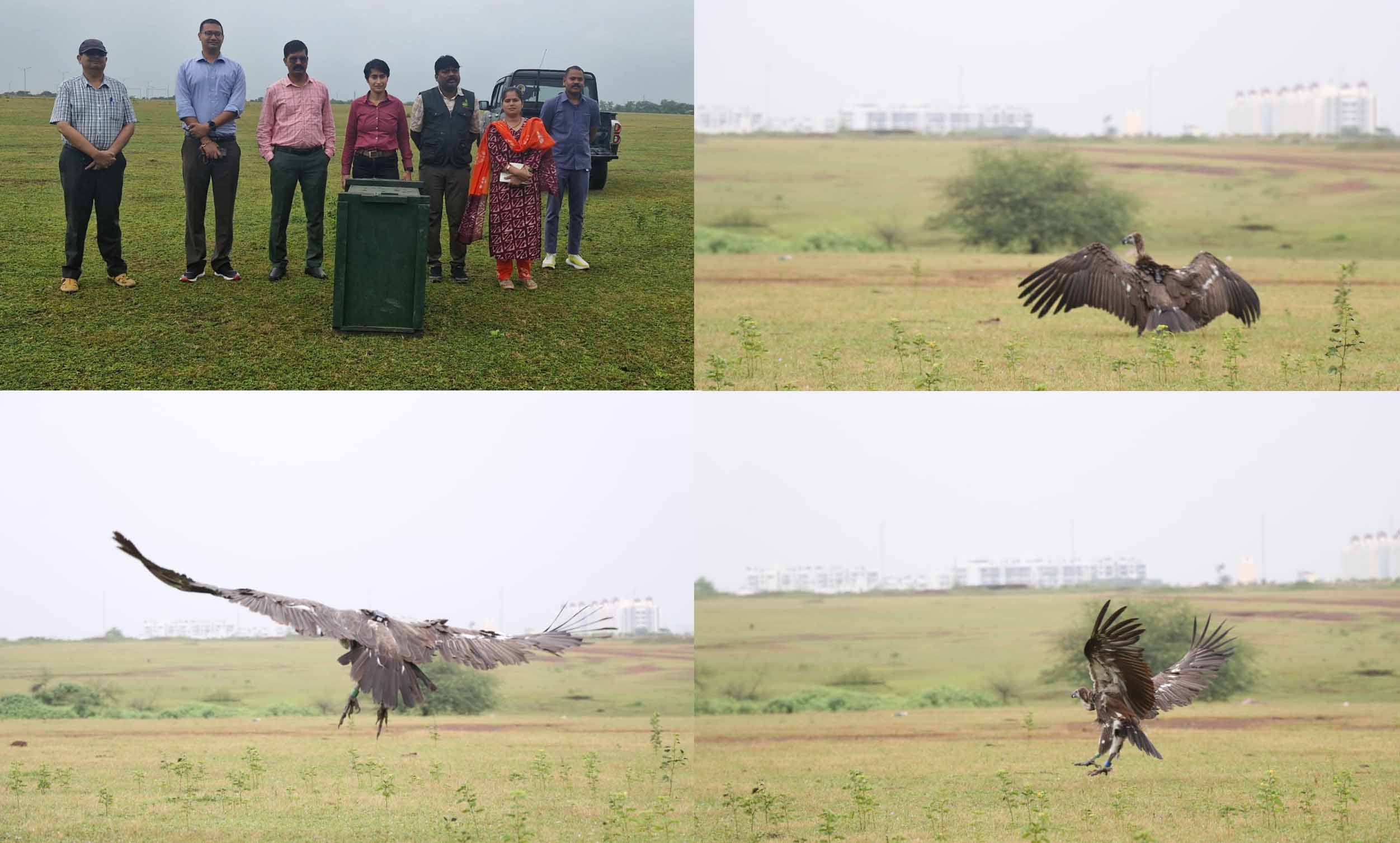 जंगल सफारी की टीम एवं उड़ान भरता गिद्ध जंगल सफारी की टीम एवं उड़ान भरता गिद्ध