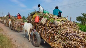 खेत ले गन्ना लेकर निकली बैलगाड़ी खेत ले गन्ना लेकर निकली बैलगाड़ी