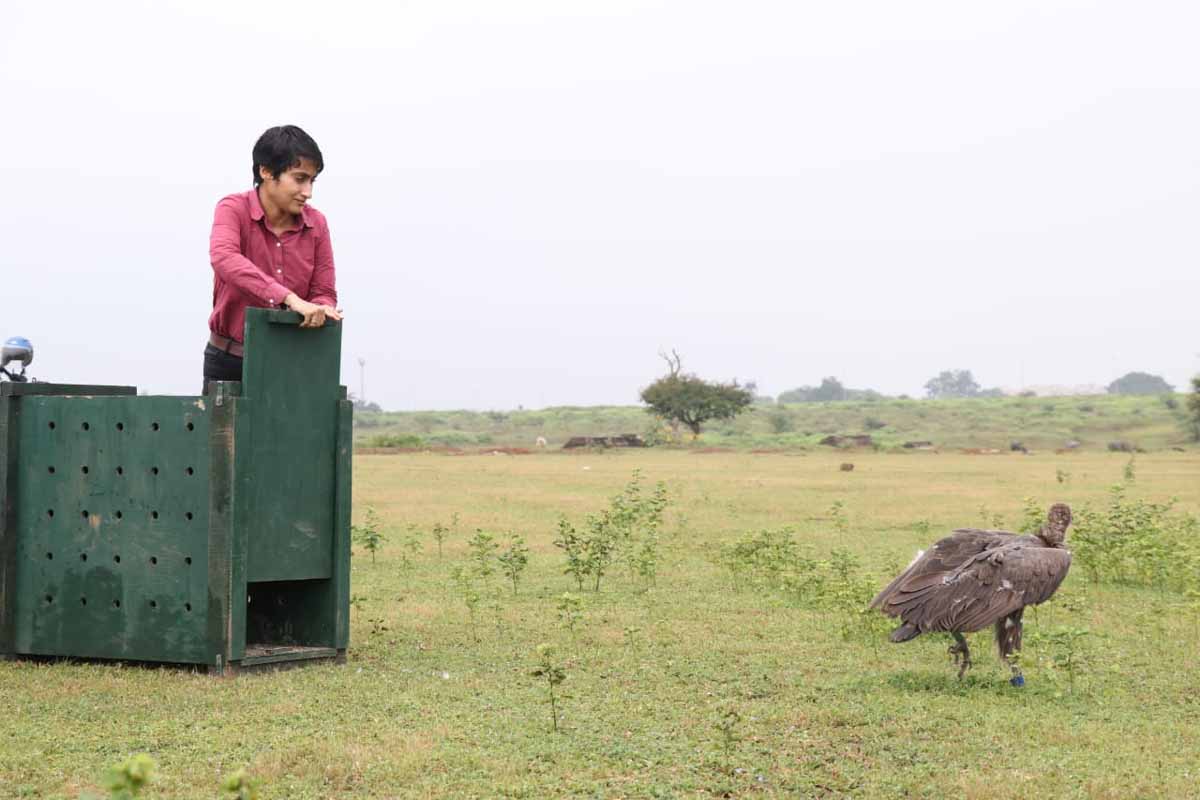 जंगल सफारी की टीम द्वारा गिद्ध को फिर से उड़ान भरने के लिए छोड़ते जंगल सफारी की टीम द्वारा गिद्ध को फिर से उड़ान भरने के लिए छोड़ते