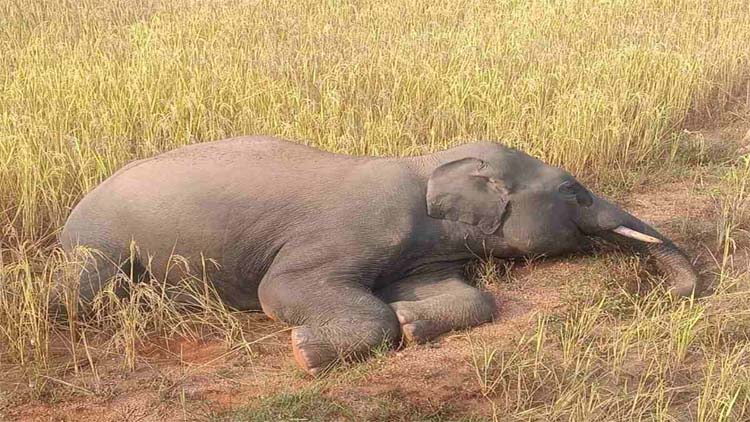 धान के खेत में पड़ा हाथी का शव