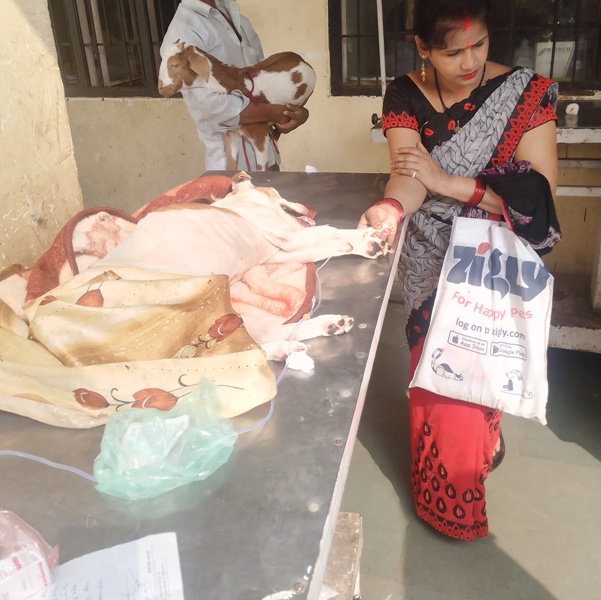 बादशाह बाग में पशु चिकित्सालय में भर्ती प्रोस्टेट कैंसर पीड़ित पालतू फोटो बादशाह बाग में पशु चिकित्सालय में भर्ती प्रोस्टेट कैंसर पीड़ित पालतू फोटो