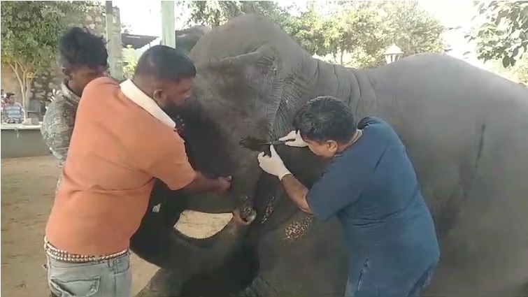 हाथी गांव में हाथियों का स्वास्थ्य शिविर में 42 हाथियों का किया स्वास्थ्य परीक्षण हाथी गांव में हाथियों का स्वास्थ्य शिविर में 42 हाथियों का किया स्वास्थ्य परीक्षण
