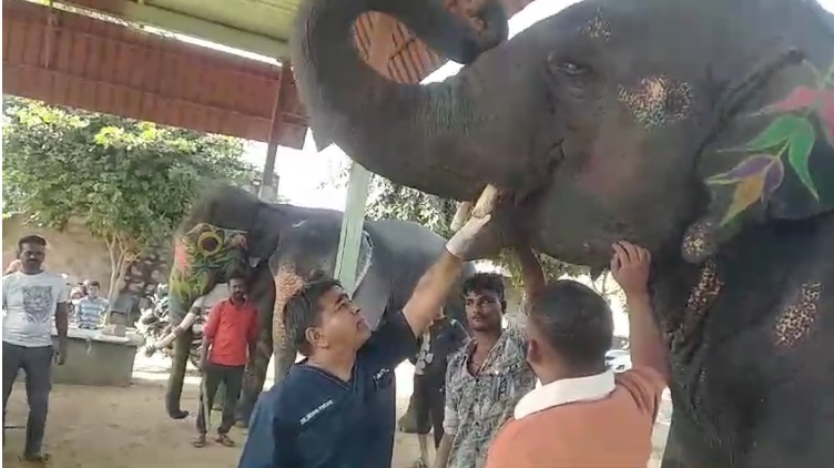 हाथी गांव में हाथियों का स्वास्थ्य शिविर में 42 हाथियों का किया स्वास्थ्य परीक्षण हाथी गांव में हाथियों का स्वास्थ्य शिविर में 42 हाथियों का किया स्वास्थ्य परीक्षण
