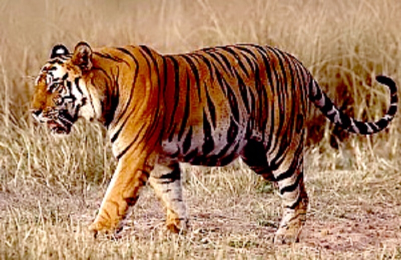 जनसंपर्क विभाग द्वारा उपलब्ध कराई गई फोटो जनसंपर्क विभाग द्वारा उपलब्ध कराई गई फोटो