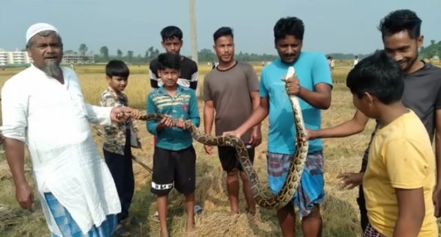 दक्षिण धूपझोड़ा से दस फीट अजगर बरामद दक्षिण धूपझोड़ा से दस फीट अजगर बरामद