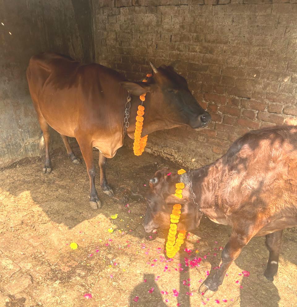 केशव नगर में गोपाष्टमी कार्यक्रम के दौरान गौपूजन फोटो केशव नगर में गोपाष्टमी कार्यक्रम के दौरान गौपूजन फोटो