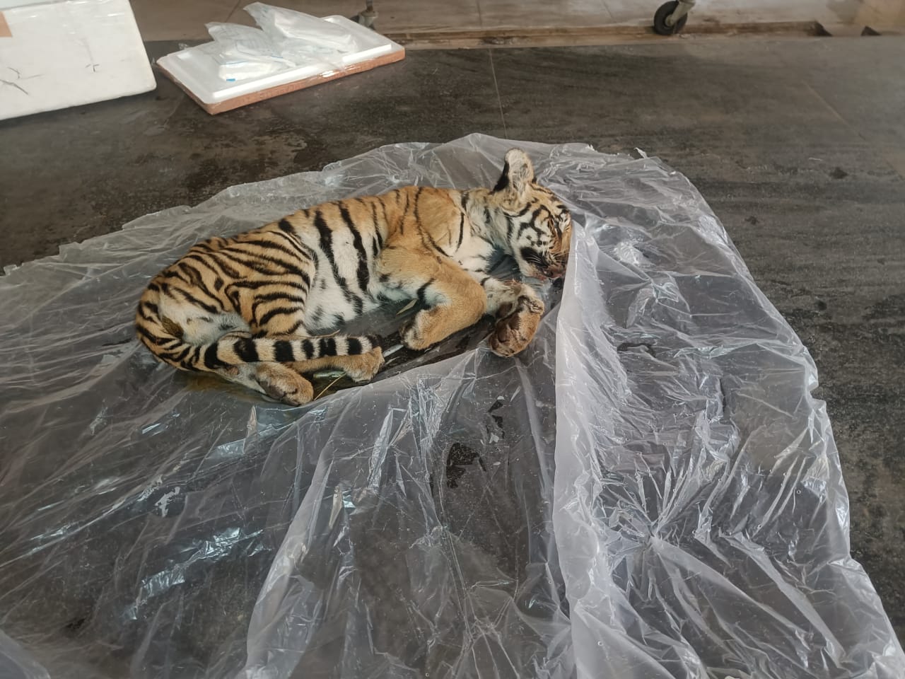 वन्यप्राणी चिकित्सकों द्वारा किया गया मृत बाघ शावक का शव परीक्षण वन्यप्राणी चिकित्सकों द्वारा किया गया मृत बाघ शावक का शव परीक्षण